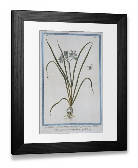 Framed Print : Lilio Hyacinthus vulgaris, hand-coloured botanical engraving from Hortus Romanus by Giorgio Bonelli