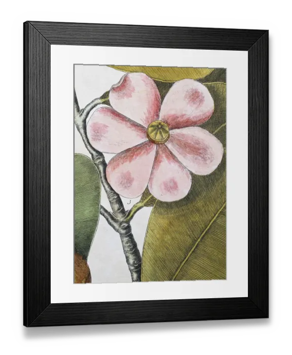 Framed Print : Flower, balsam tree (Commiphora opobalsamum) Framed Print : Flower, balsam tree (Commiphora opobalsamum)