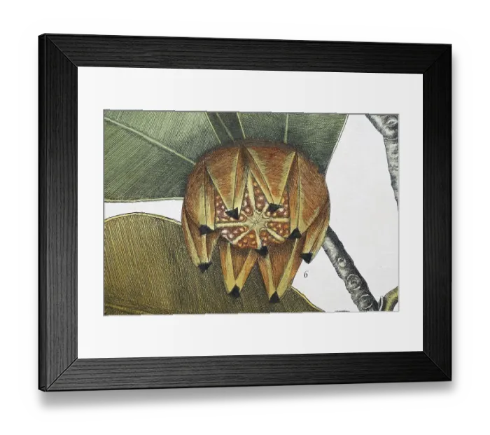 Framed Print : Fruit, balsam tree (Commiphora opobalsamum)