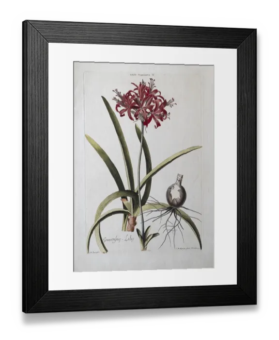 Framed Print : Narcissus or Guernsey Lily, old coloured copperplate engraving by J