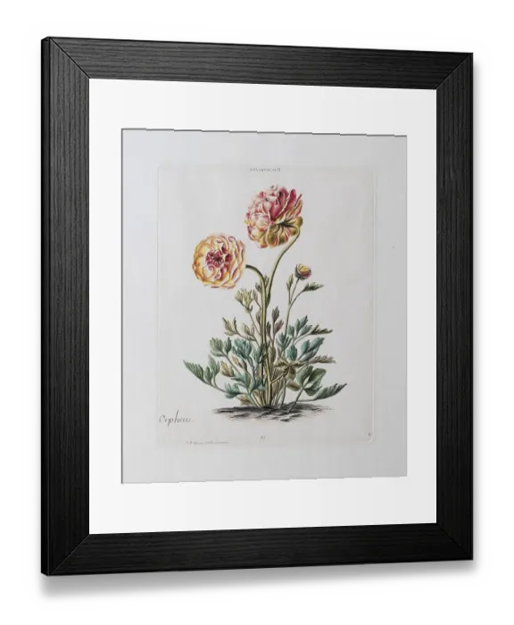 Framed Print : Orpheus Ranunculus or persian buttercup (Ranunculus asiaticus) Framed Print : Orpheus Ranunculus or persian buttercup (Ranunculus asiaticus)