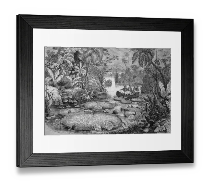 Framed Print : Victoria amazonica, digitally restored reproduction of a 19th century original