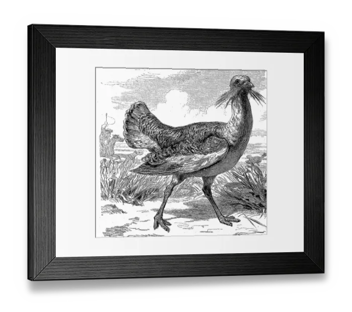 Framed Print : Great bustard (Otis tarda), is a bird from the bustard family