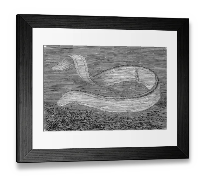 Framed Print : Venus girdle (Cestum veneris), an order of ribbed jellyfish