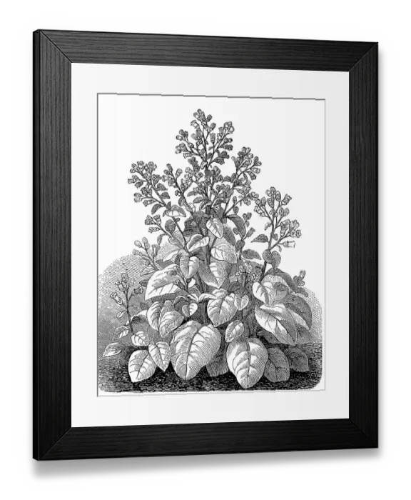 Framed Print : Peasant tobacco plant (Nicotiana) rustica Framed Print : Peasant tobacco plant (Nicotiana) rustica