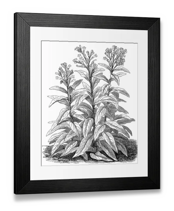 Framed Print : Cultivated tobacco (Nicotiana tabacum) Framed Print : Cultivated tobacco (Nicotiana tabacum)