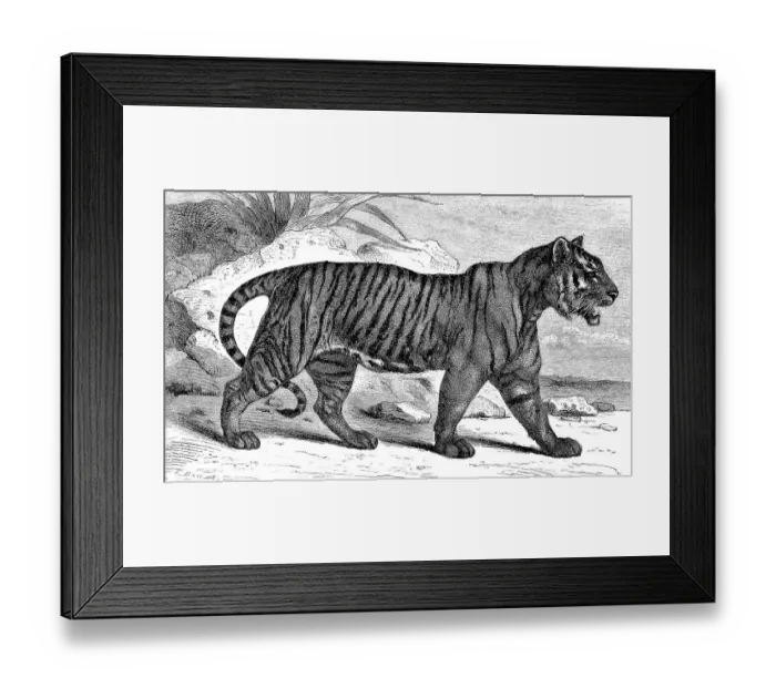 Framed Print : Royal tiger, Felis tigris, digitally restored reproduction of an original from the 19th century Framed Print : Royal tiger, Felis tigris, digitally restored reproduction of an original from the 19th century