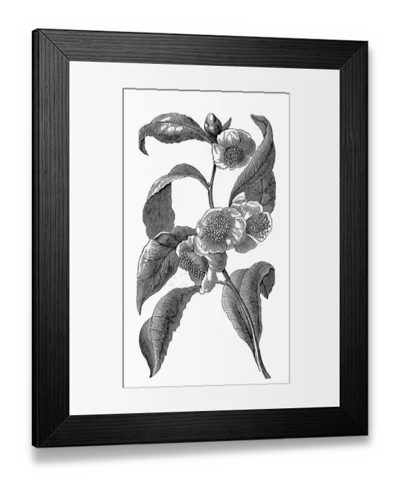 Framed Print : Branch and blossoms of tea, tea bush