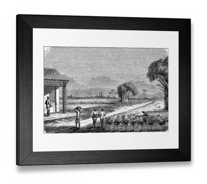 Framed Print : Tea plantation in Japan in 1870