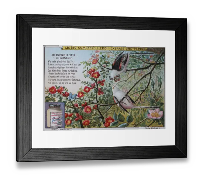 Framed Print : Tit picture series, Birds, Tail Tit feeding Framed Print : Tit picture series, Birds, Tail Tit feeding