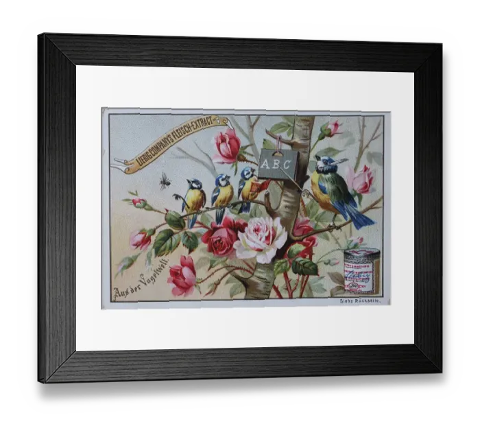 Framed Print : Picture series From the World of Birds