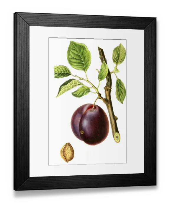 Framed Print : Plum of the Mimms variety, plum Plum of Mimms Garden