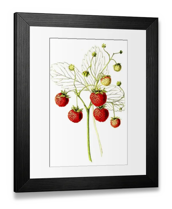 Framed Print : Strawberries of the Grove End Scarlet variety Framed Print : Strawberries of the Grove End Scarlet variety