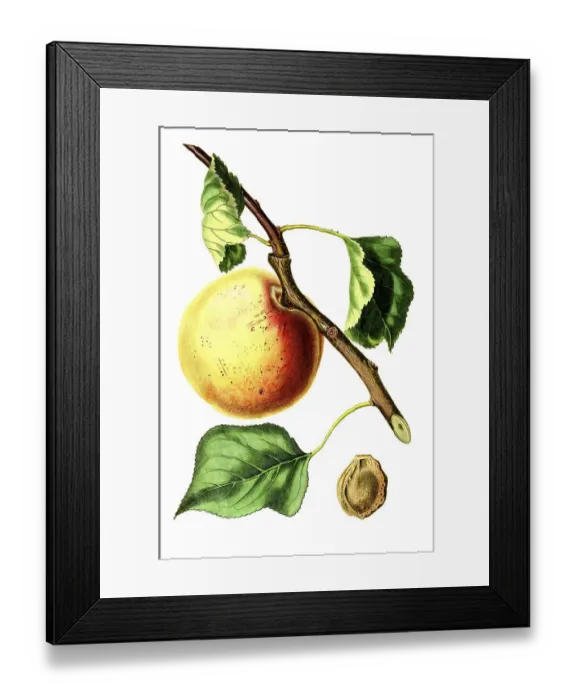 Framed Print : Apricot of the Hemskirke variety Framed Print : Apricot of the Hemskirke variety