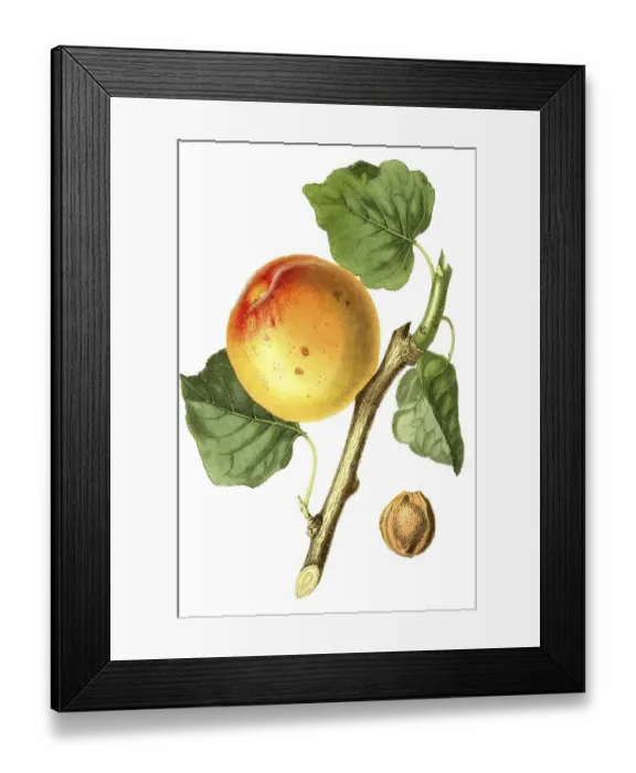 Framed Print : Apricot of the Roman variety, digital reproduction of an original from the 19th century Framed Print : Apricot of the Roman variety, digital reproduction of an original from the 19th century