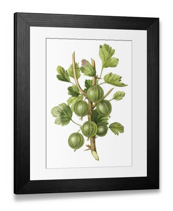 Framed Print : Gooseberry, gooseberry early green hairy Framed Print : Gooseberry, gooseberry early green hairy