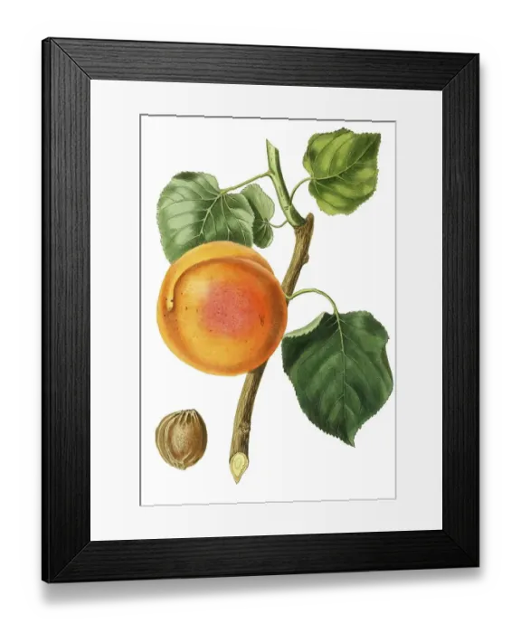 Framed Print : Apricot, Turkish apricot, digital reproduction of an original from the 19th century Framed Print : Apricot, Turkish apricot, digital reproduction of an original from the 19th century