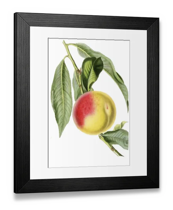 Framed Print : Madeleine de Courson or Red Magdalen Peach