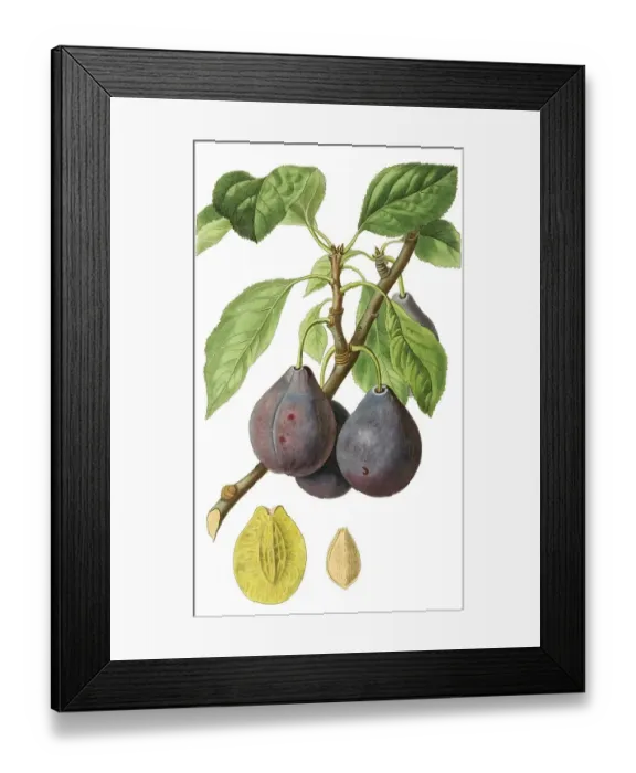 Framed Print : Plum, Ickworth Imperatrice plum Framed Print : Plum, Ickworth Imperatrice plum