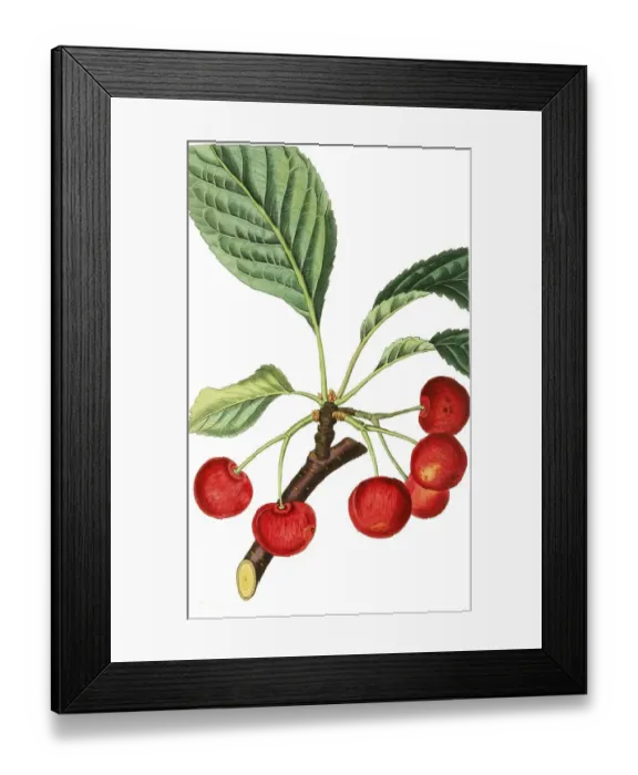 Framed Print : Sour cherry Belle de Choisy, digital reproduction of an original from the 19th century