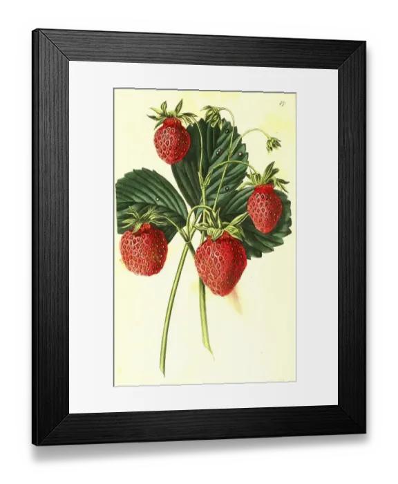 Framed Print : Strawberry, strawberry variety