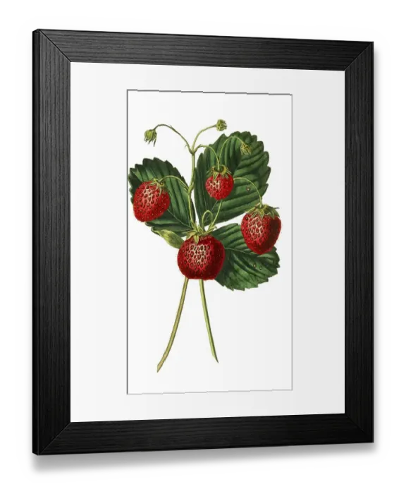 Framed Print : Strawberries, the downton strawberry Framed Print : Strawberries, the downton strawberry