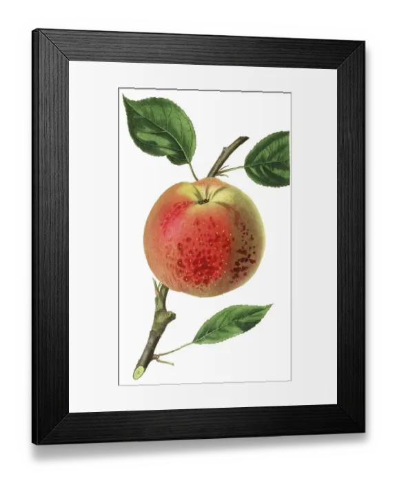 Framed Print : Apple, apple variety, the cornish aromatic apple