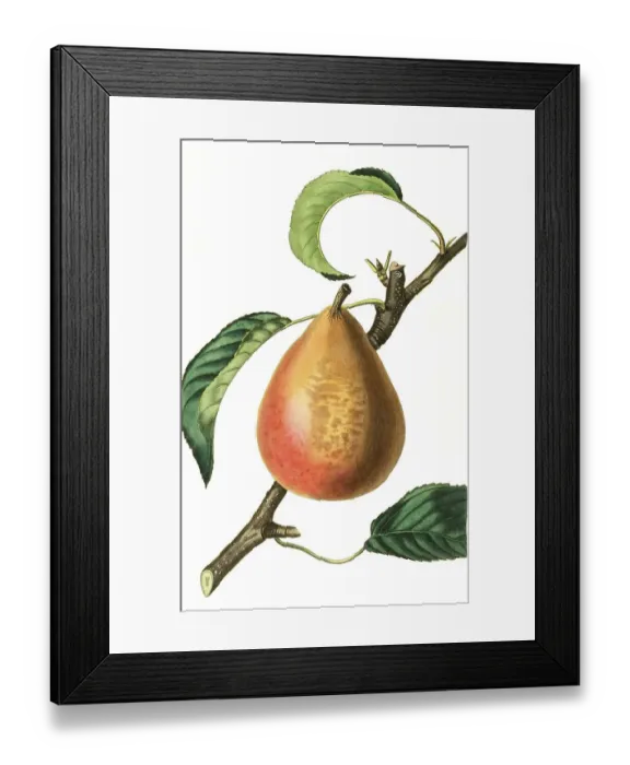 Framed Print : Capiaumont's Autumn Butter Pear