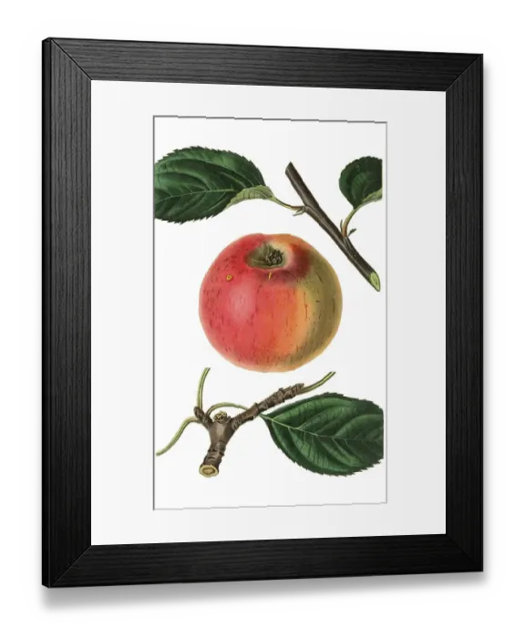 Framed Print : Rotgoldene Renette, apple variety