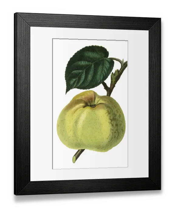 Framed Print : Apple, apple variety, Kanadarenette or Kanada-Reinette