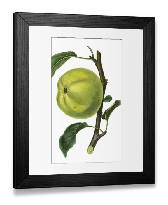 Framed Print : Wormsley Pippin, an old English variety of apple