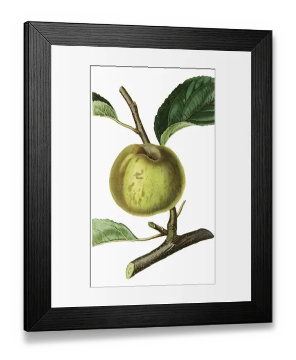 Framed Print : Apple, apple variety, English Hospital Reinette Framed Print : Apple, apple variety, English Hospital Reinette