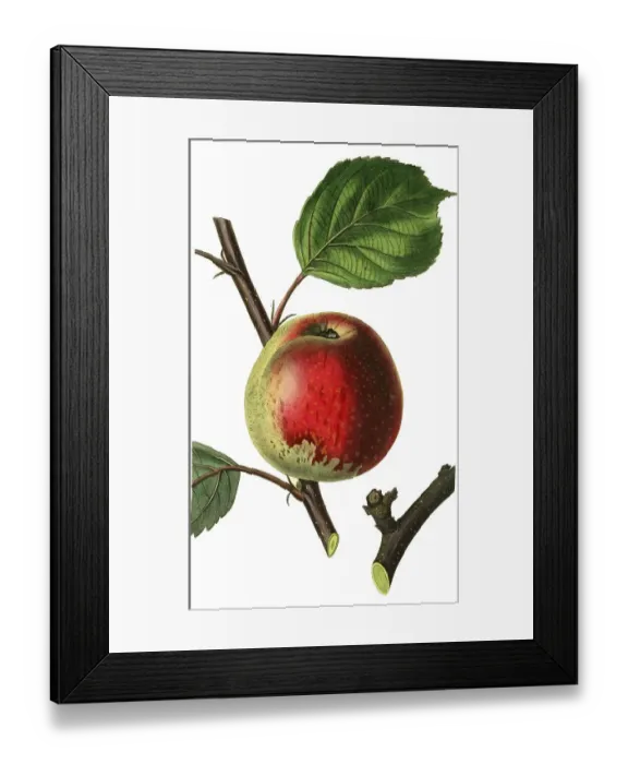 Framed Print : Apple, apple variety, the Barcelona pearmain