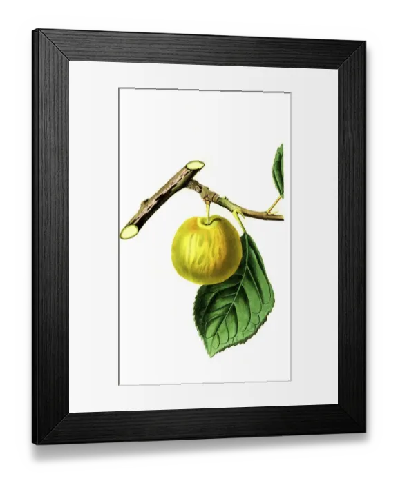 Framed Print : Yellow plum, Lucombes nonsuch plum