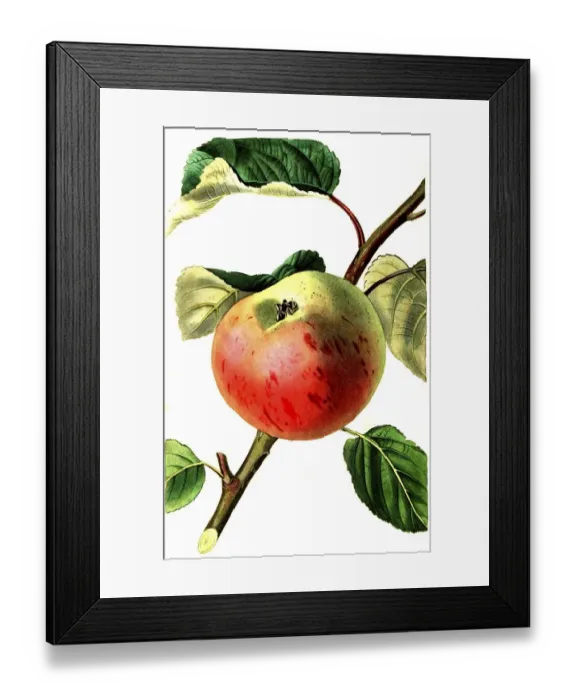 Framed Print : Apple, apple variety, the irish peach apple Framed Print : Apple, apple variety, the irish peach apple