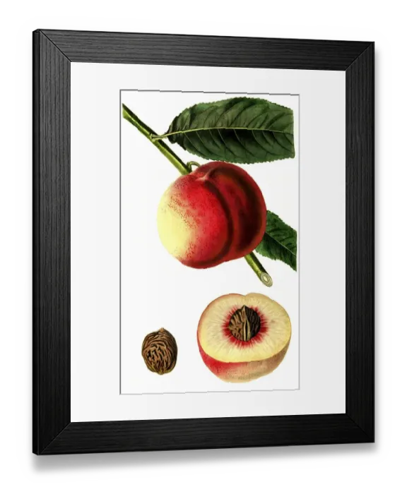 Framed Print : Peach of the George IV variety