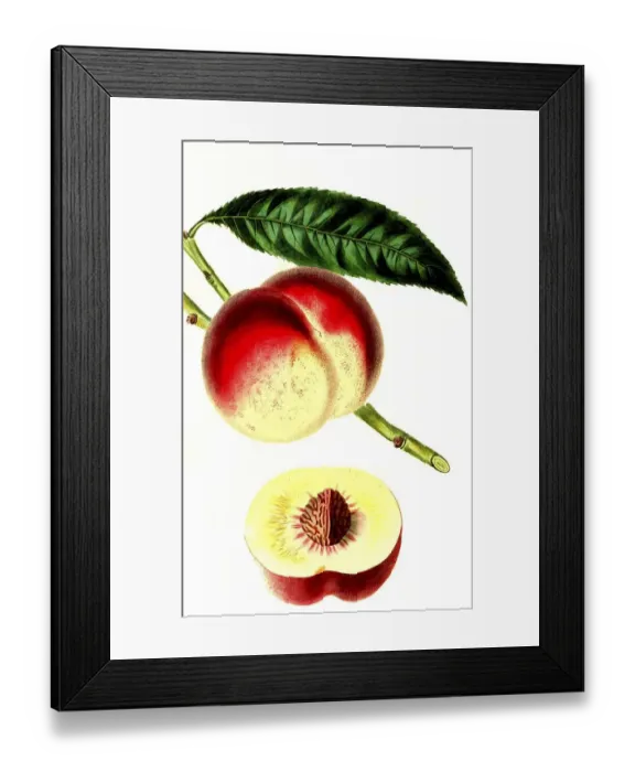 Framed Print : Peach, peach variety, the royal georg peach Framed Print : Peach, peach variety, the royal georg peach