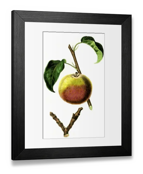 Framed Print : Pear, pear variety, the autumn bergamot pear