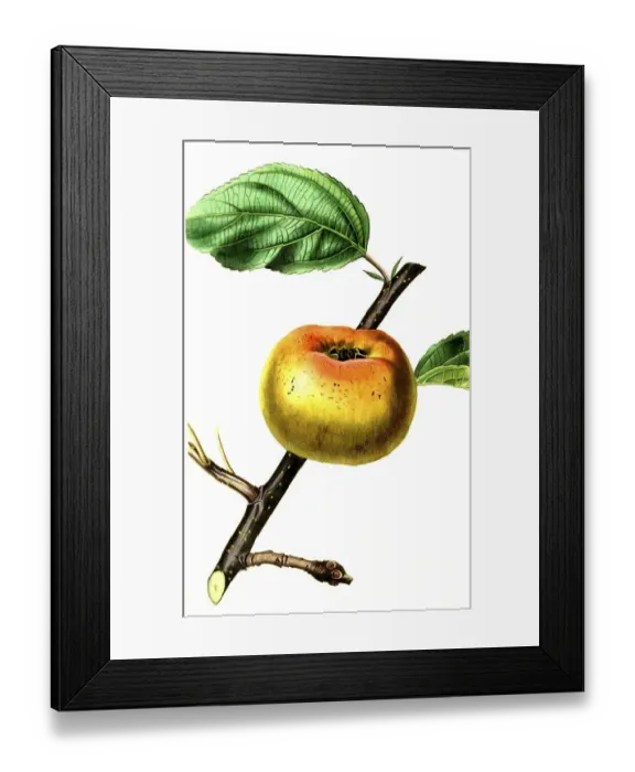 Framed Print : Apple, apple variety, the Sam Young Apple Framed Print : Apple, apple variety, the Sam Young Apple