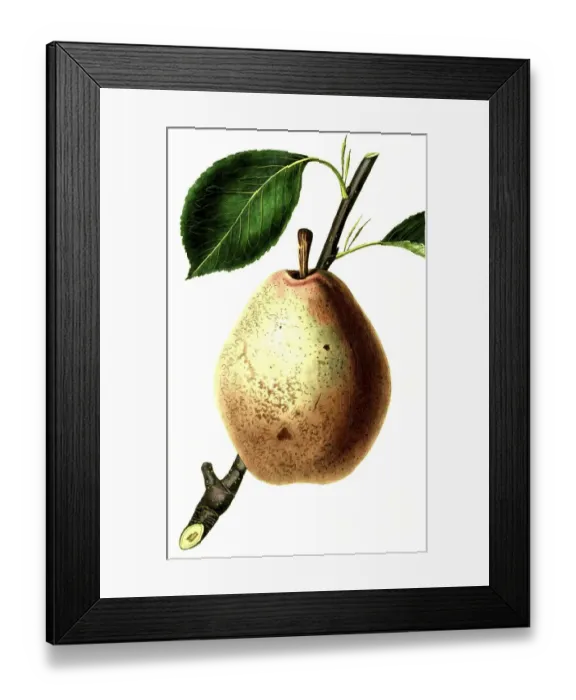 Framed Print : Pear, pear variety, the Beurre Diel Pear