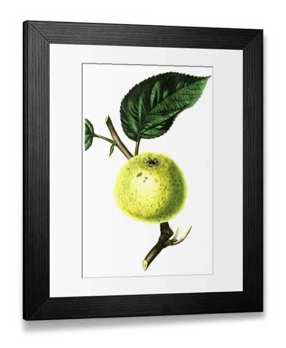 Framed Print : Apple, apple variety, Hoghess Golden Pippin Apple
