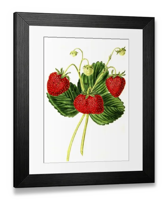 Framed Print : Strawberry, strawberry variety Framed Print : Strawberry, strawberry variety