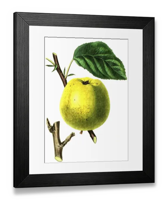 Framed Print : Apple, apple variety, the Cockle Pippin Apple Framed Print : Apple, apple variety, the Cockle Pippin Apple
