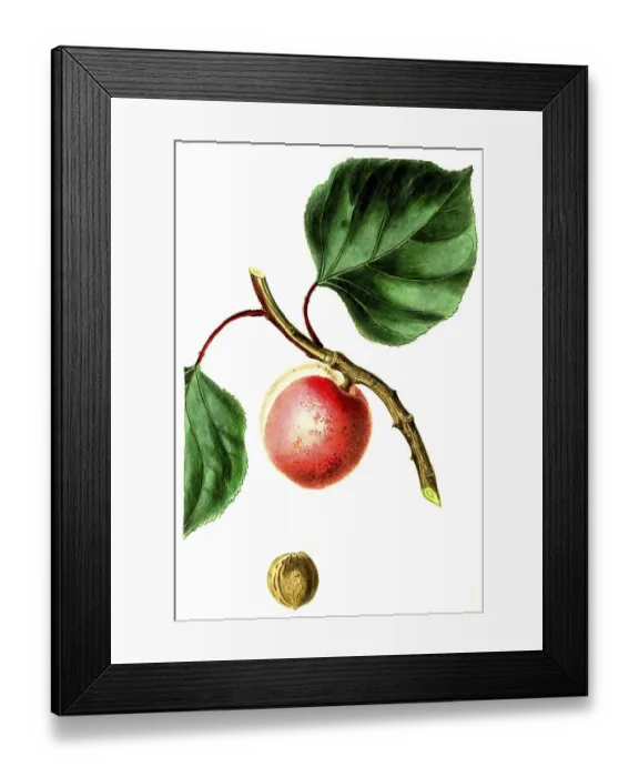 Framed Print : Apricot, apricot variety, Breda Apricot Framed Print : Apricot, apricot variety, Breda Apricot