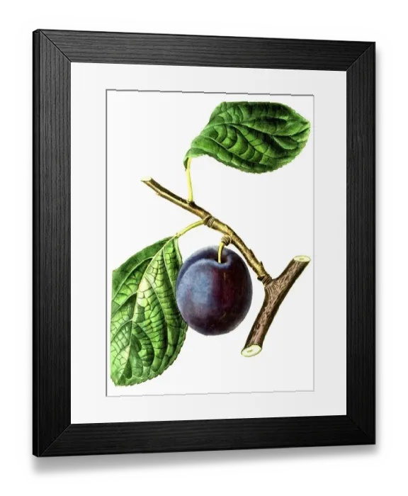Framed Print : Plum, plum variety, The Nectarine Plum