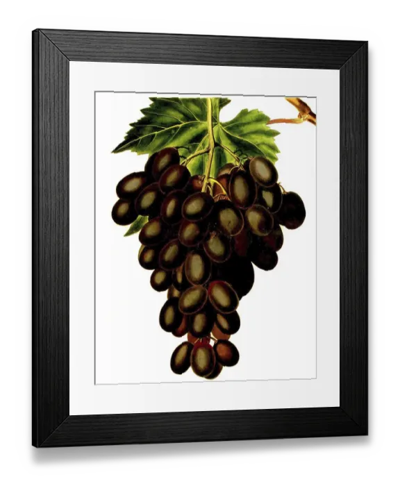 Framed Print : Grape, red wine, red grapes, the Horseforth Seedling Grape