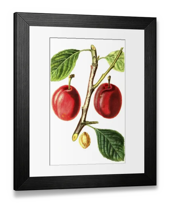 Framed Print : Plum, plum variety, The Isabella Plum