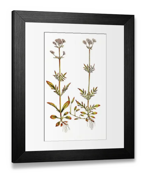 Framed Print : Lesser Valerian, also Swamp Valerian or marsh valerian (Valeriana dioica)
