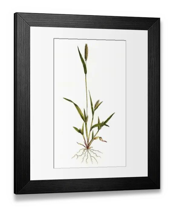 Framed Print : Panicum viride, green bristle millet (Setaria)