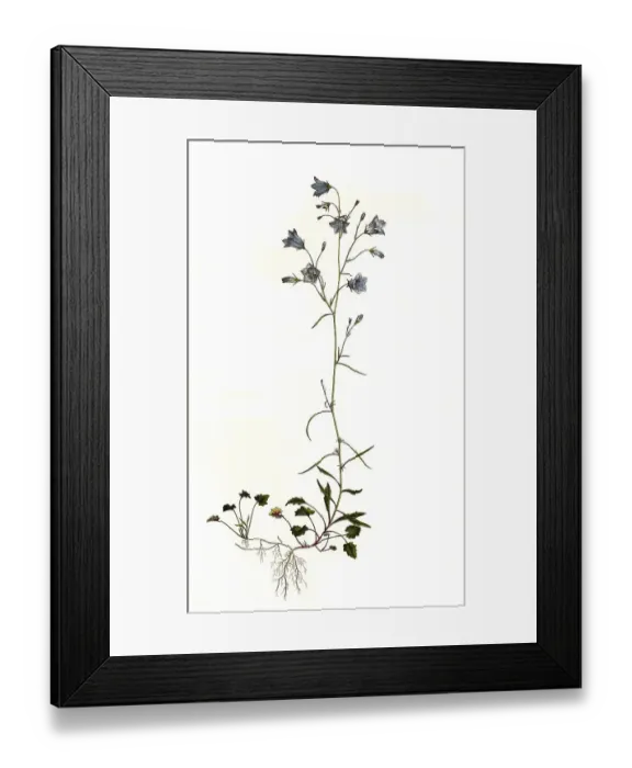 Framed Print : Harebell (Campanula rotundifolia) Framed Print : Harebell (Campanula rotundifolia)